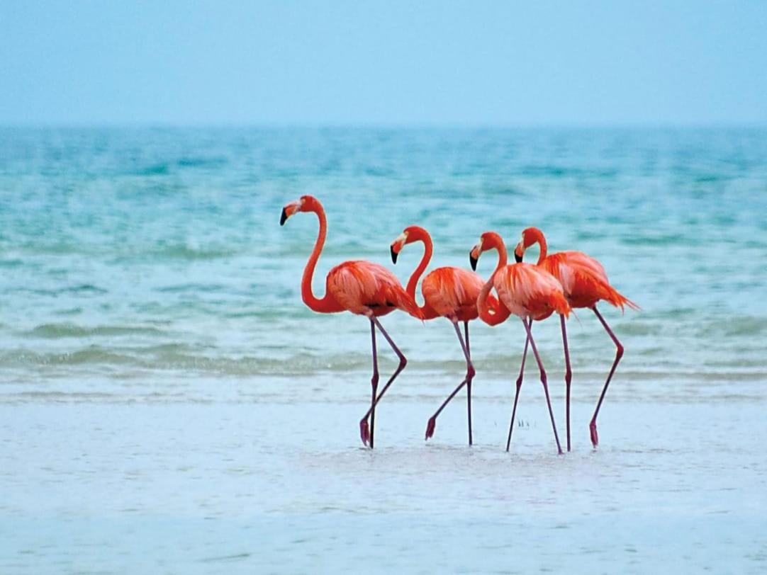 Mi Habitat Holbox-Maravilla Natural Kültér fotó